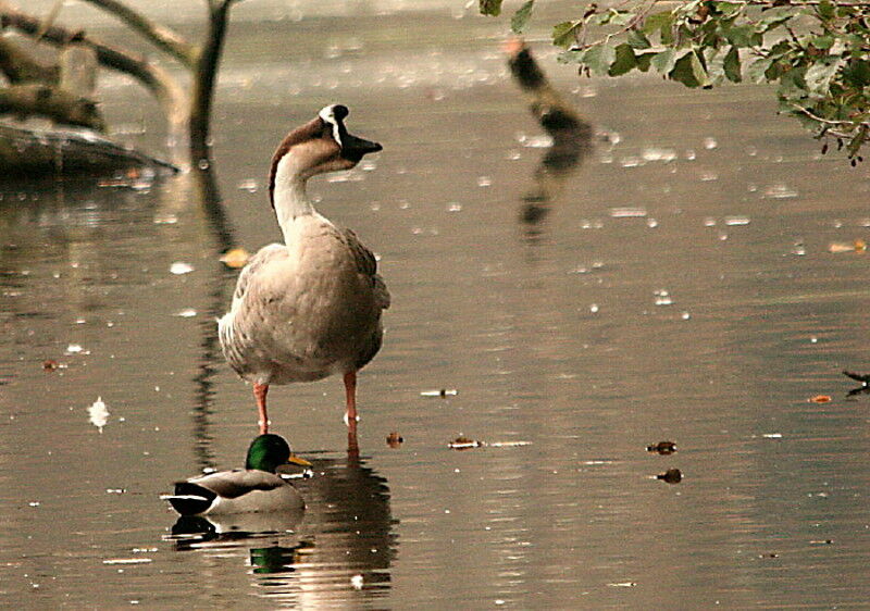 Swan Goose