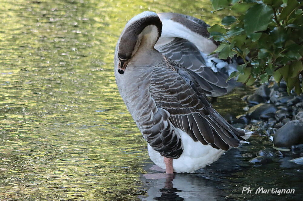 Oie cygnoïde, identification