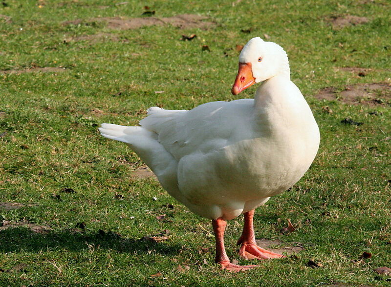 Ross's Goose