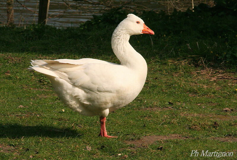 Ross's Goose