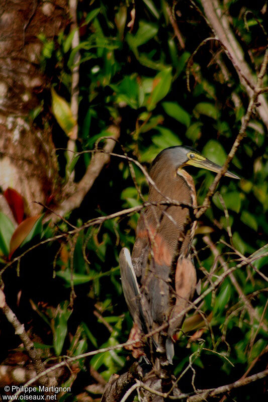 Bare-throated Tiger Heron, identification