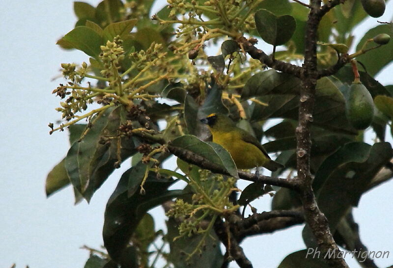 Organiste à gorge jaune mâle, identification