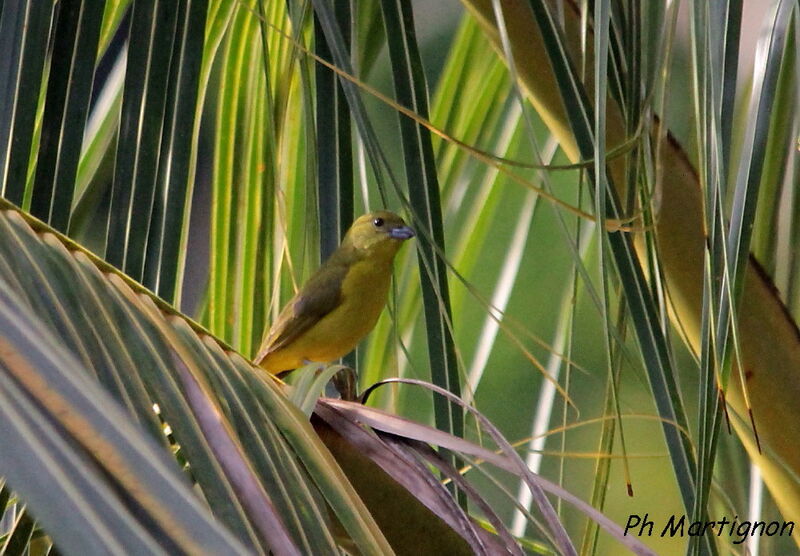 Yellow-throated Euphonia female, identification