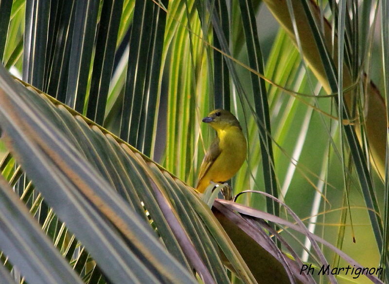 Yellow-throated Euphonia female, identification