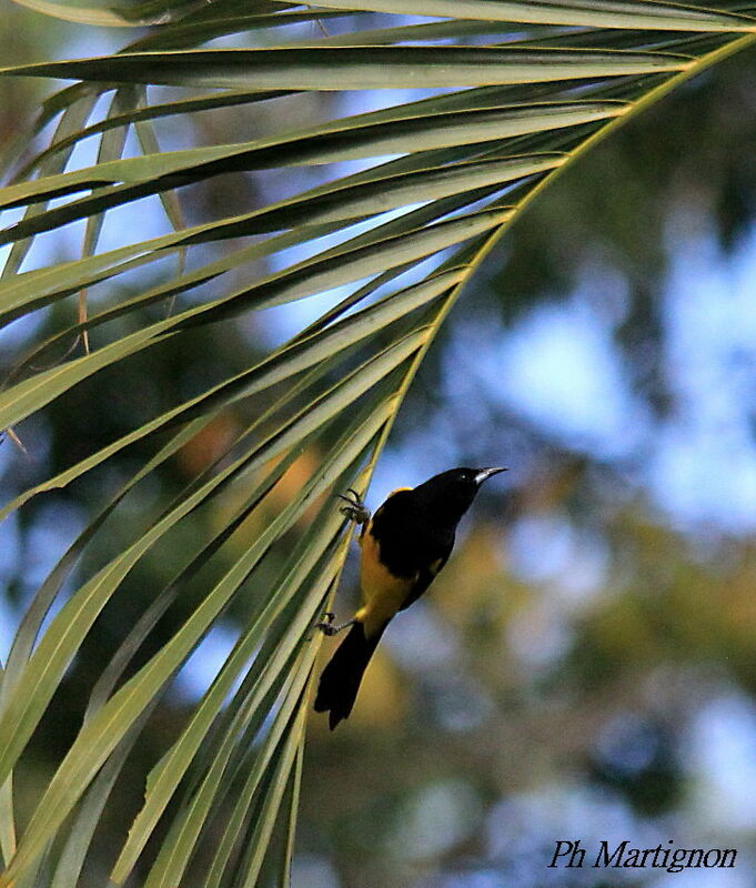 Oriole du Nord