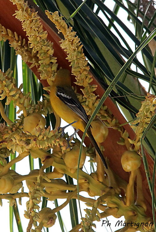 Oriole du Nord femelle, identification