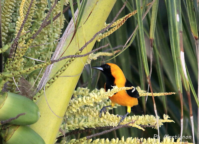 Oriole du Nord mâle, identification