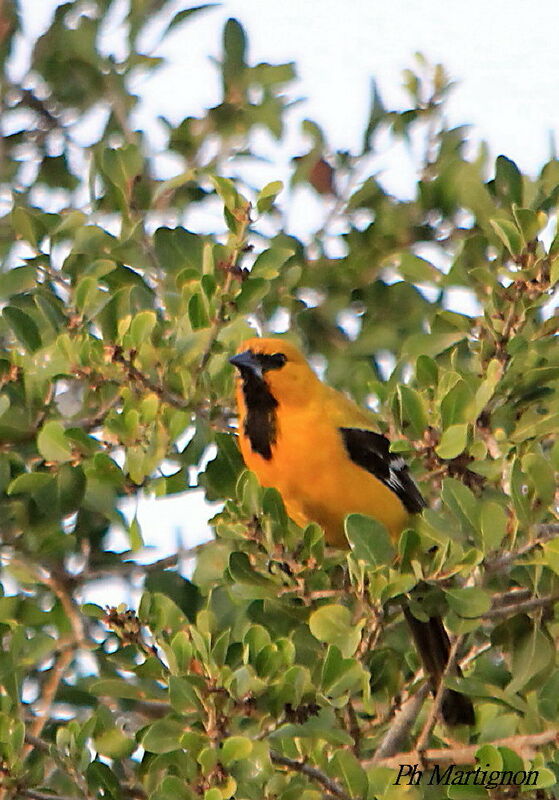 Oriole jaune, identification