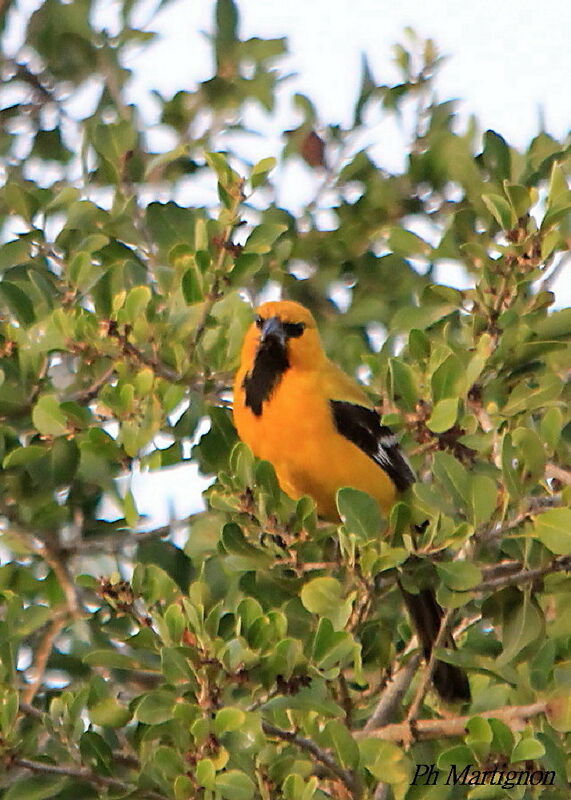 Oriole jaune, identification