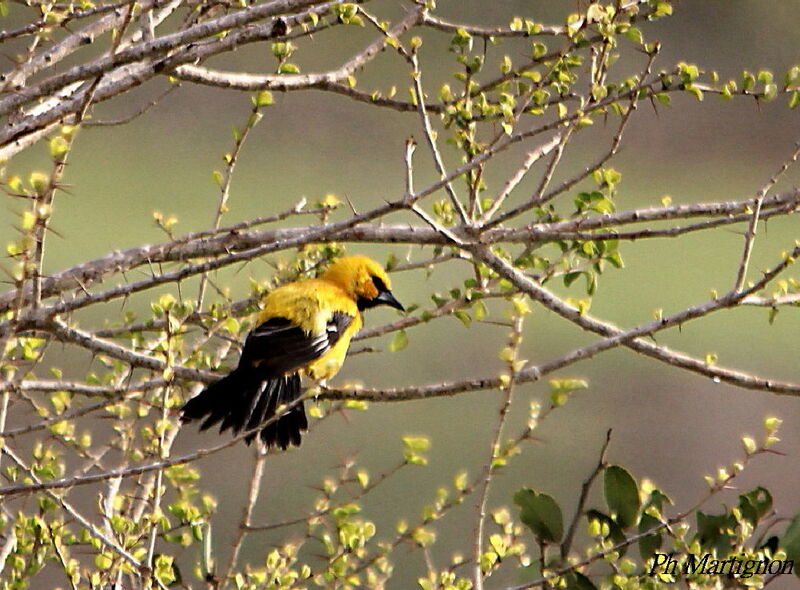 Oriole jaune, identification