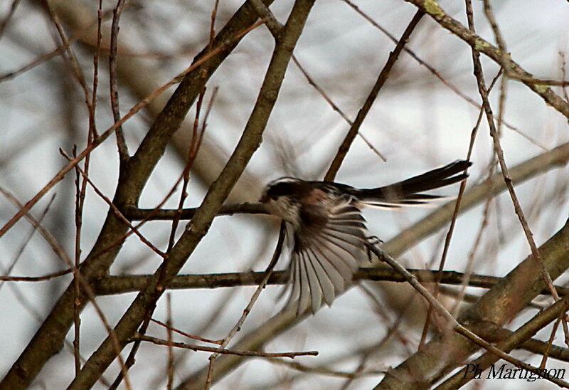 Long-tailed Tit