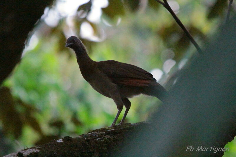 Grey-headed Chachalaca, identification