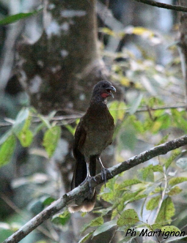 Ortalide à tête grise, identification