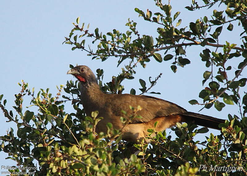 Ortalide à ventre rouxadulte, identification