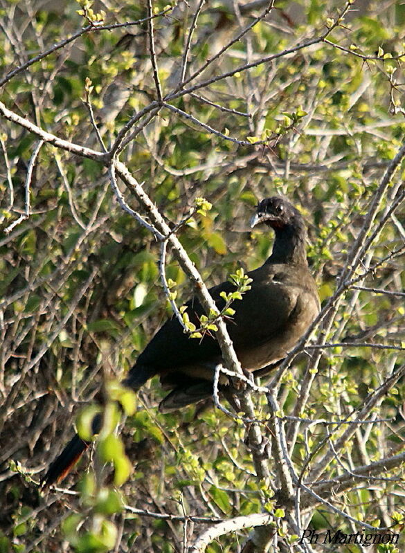 Rufous-vented Chachalaca, identification