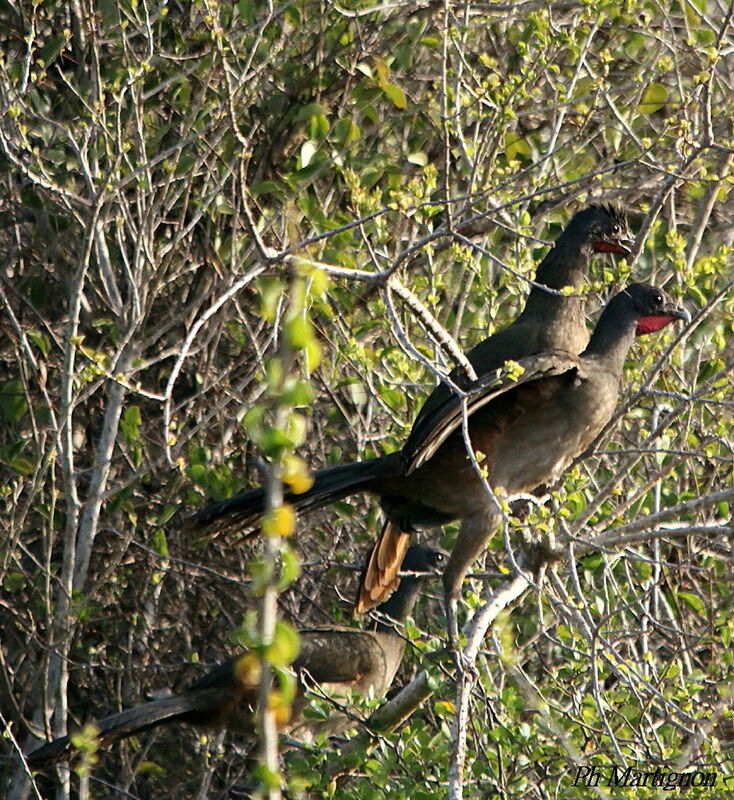 Rufous-vented Chachalaca