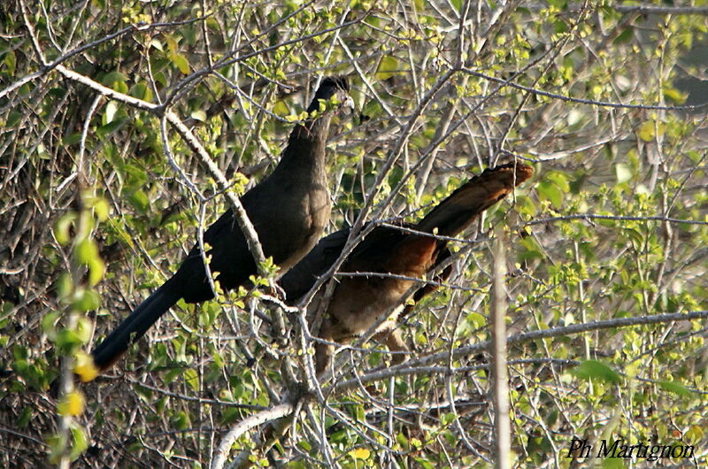 Rufous-vented Chachalaca