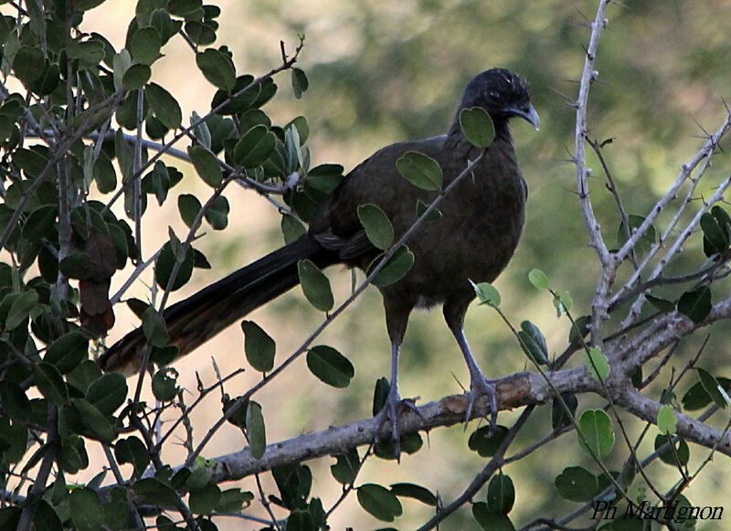 Ortalide à ventre roux, identification