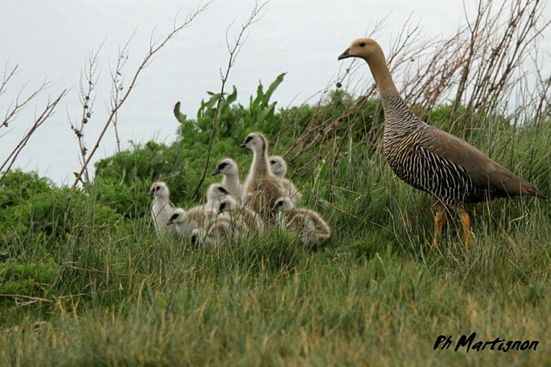 Upland Goose female