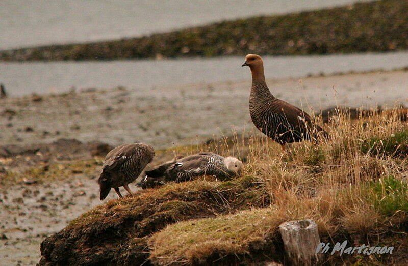 Upland Goose female juvenile