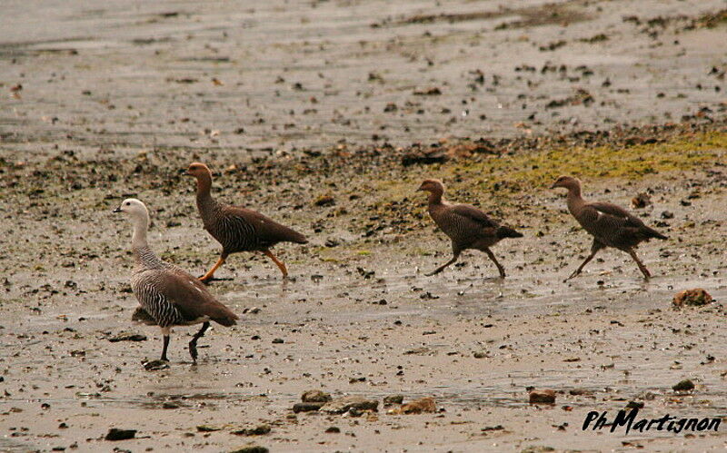 Upland Goose 