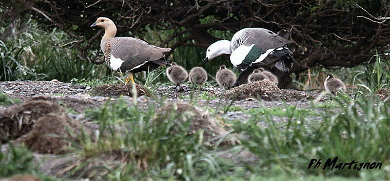 Upland Goose 