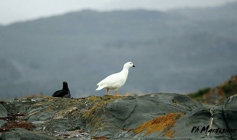 Ouette marine