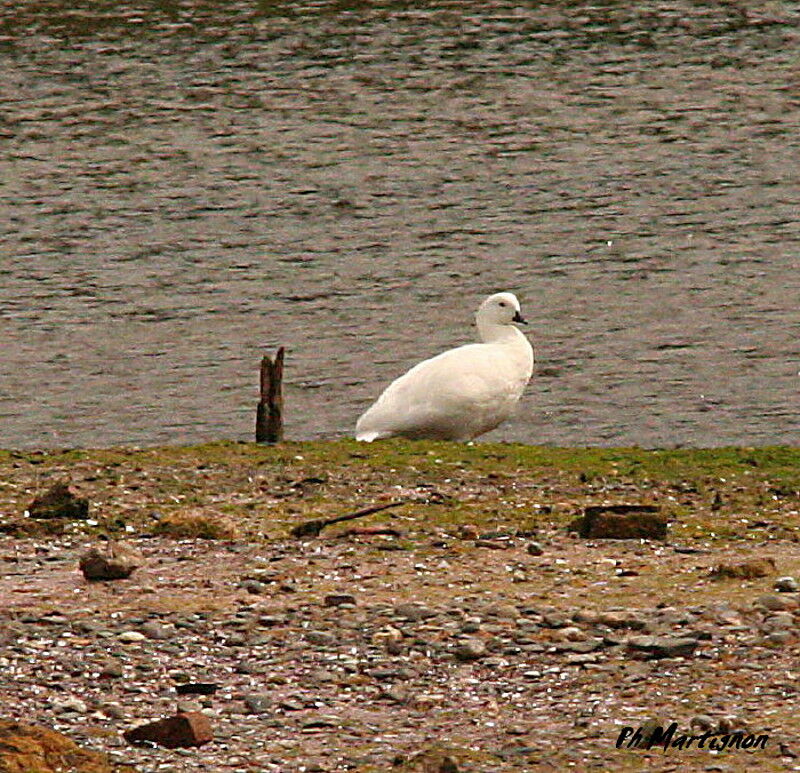 Kelp Goose