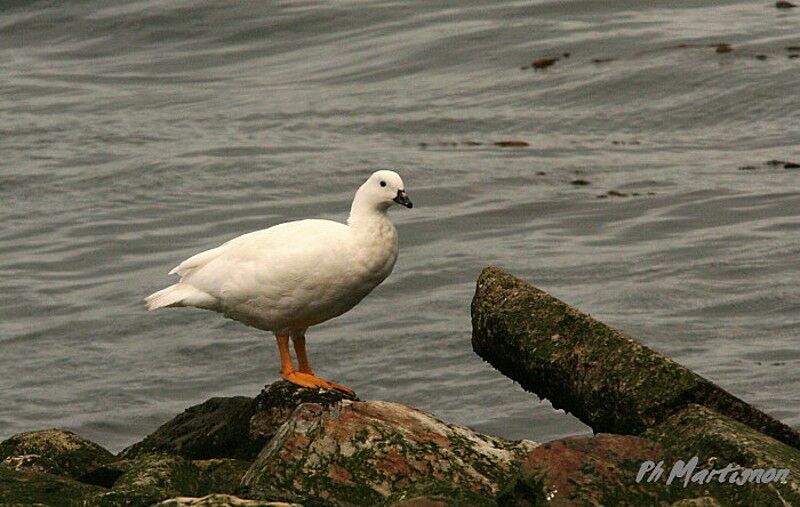 Ouette marine mâle adulte