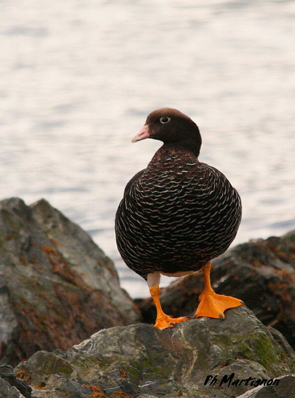 Kelp Goose female adult