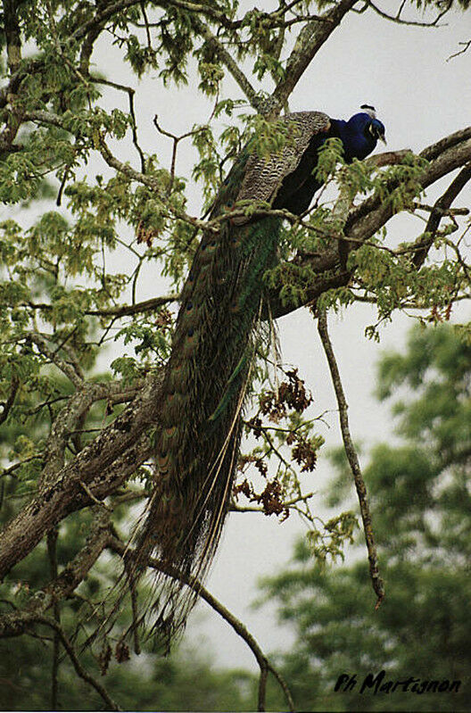 Indian Peafowl, identification