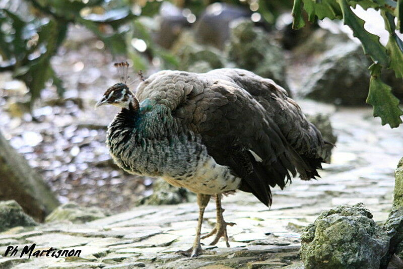 Indian Peafowl