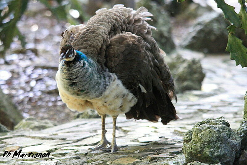 Indian Peafowl female