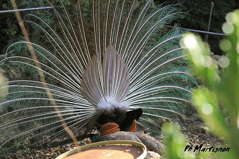 Indian Peafowl male