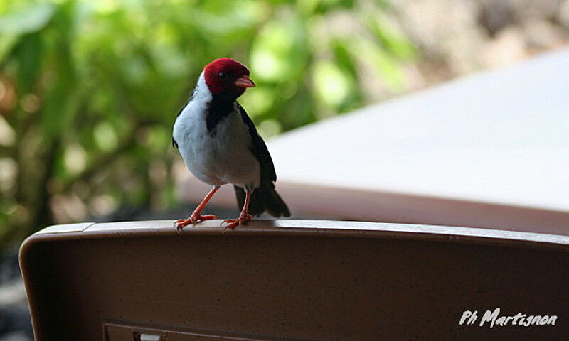 Yellow-billed Cardinal, identification