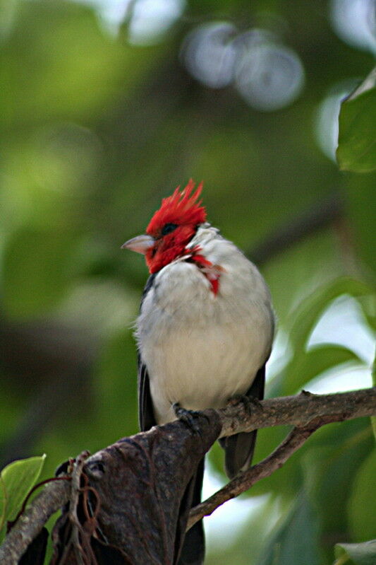 Paroare huppé, identification