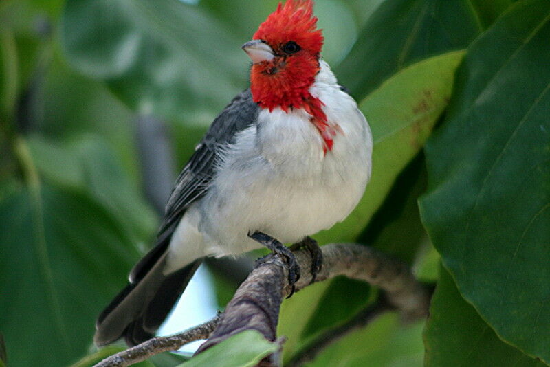 Paroare huppé, identification