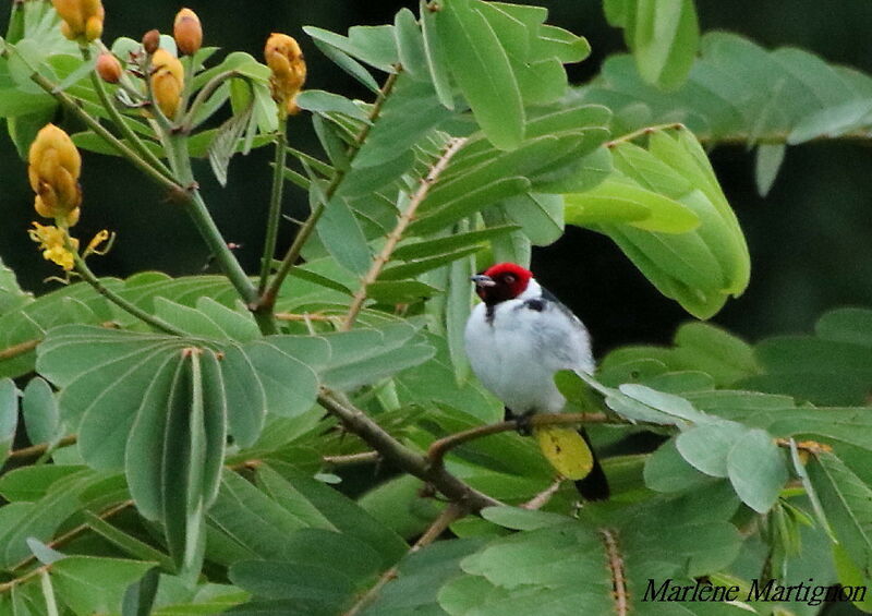 Red-capped Cardinal, identification