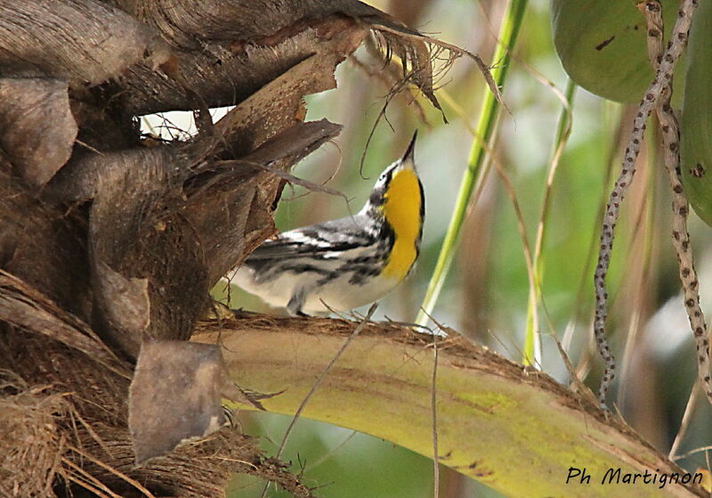 Paruline à gorge jaune, identification