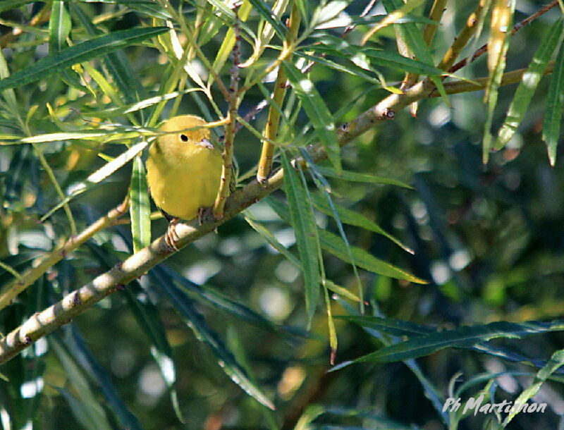 Mangrove Warbler