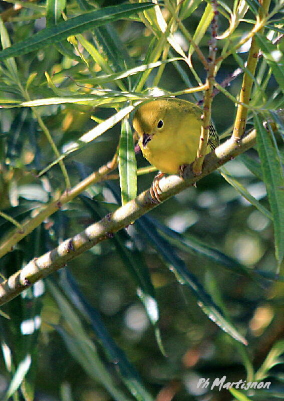 Paruline des mangroves