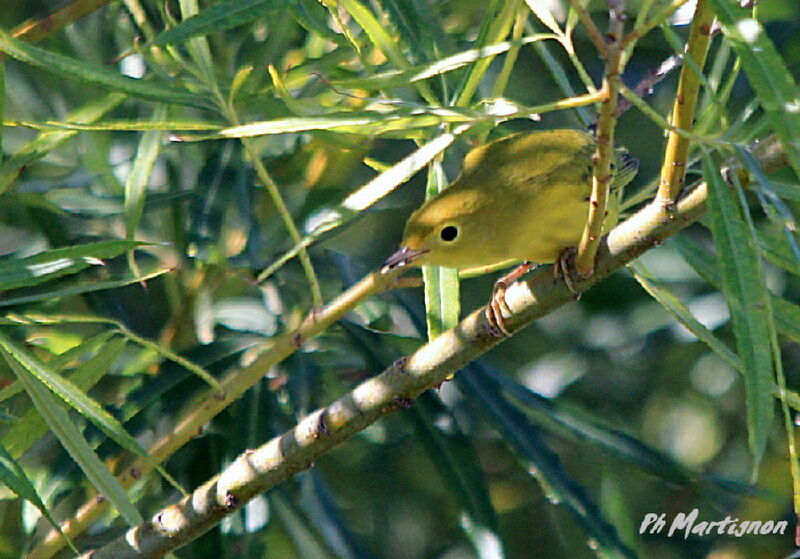 Paruline des mangroves