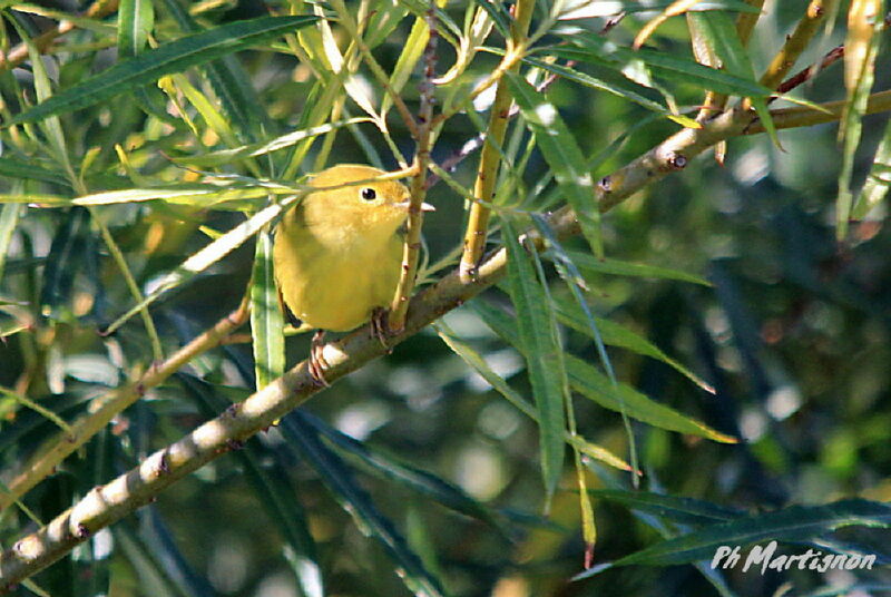 Mangrove Warbler