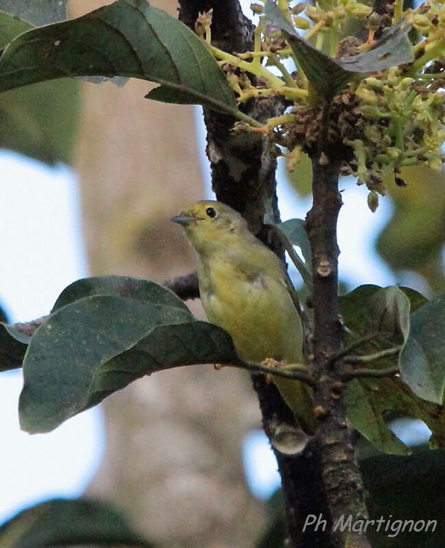 Mangrove Warbler, identification