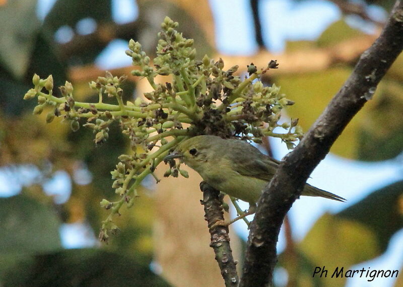 Mangrove Warbler, identification