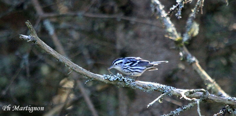 Black-and-white Warbler