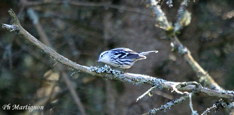 Black-and-white Warbler