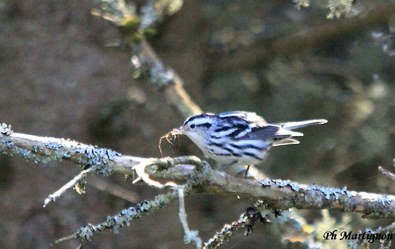 Black-and-white Warbler