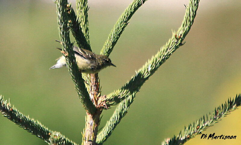 Paruline rayée