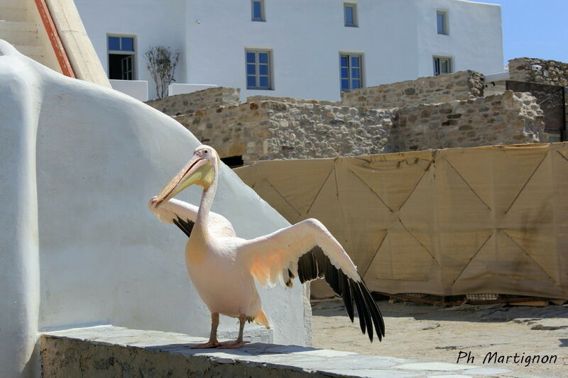 Great White Pelican, identification